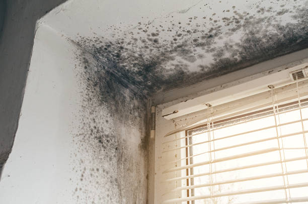 Affordable Mold Cleanup solutions in Billerica, MA